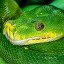 Python Setup Core